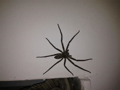 家裡有蜘蛛是好事嗎 鬼壓床原因
